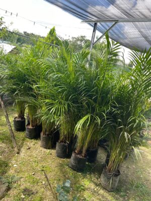 WhatsApp Image 2026-05-06 at 10.55.17 AM (3) Faucibus Interdum