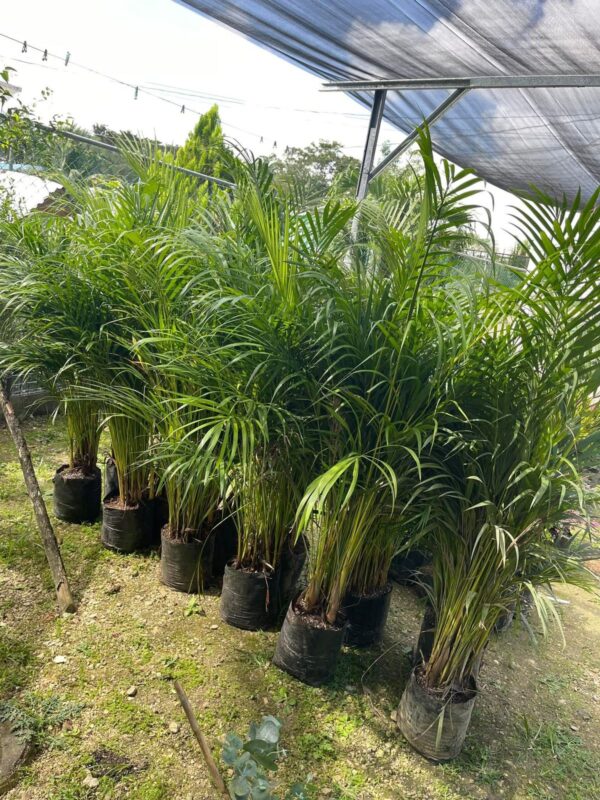 WhatsApp Image 2026-05-06 at 10.55.17 AM (3) Faucibus Interdum