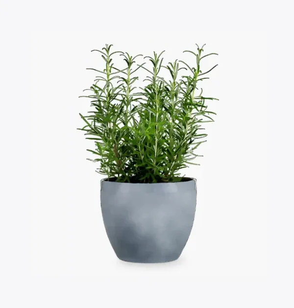product-image-5_optimized Minim Veniam