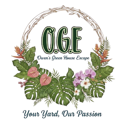 Owen's Green House | Flowers in Orange Walk | Flowers in Belize